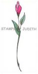I-127 Delicate Line Rose